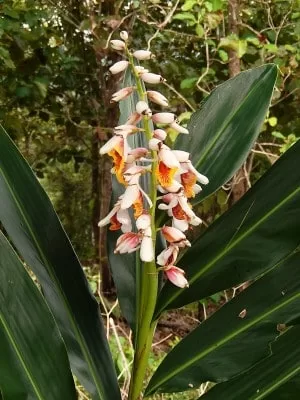 Panama Flowers