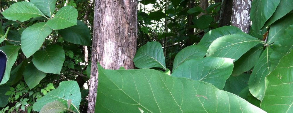 Nicaragua timber investment teak