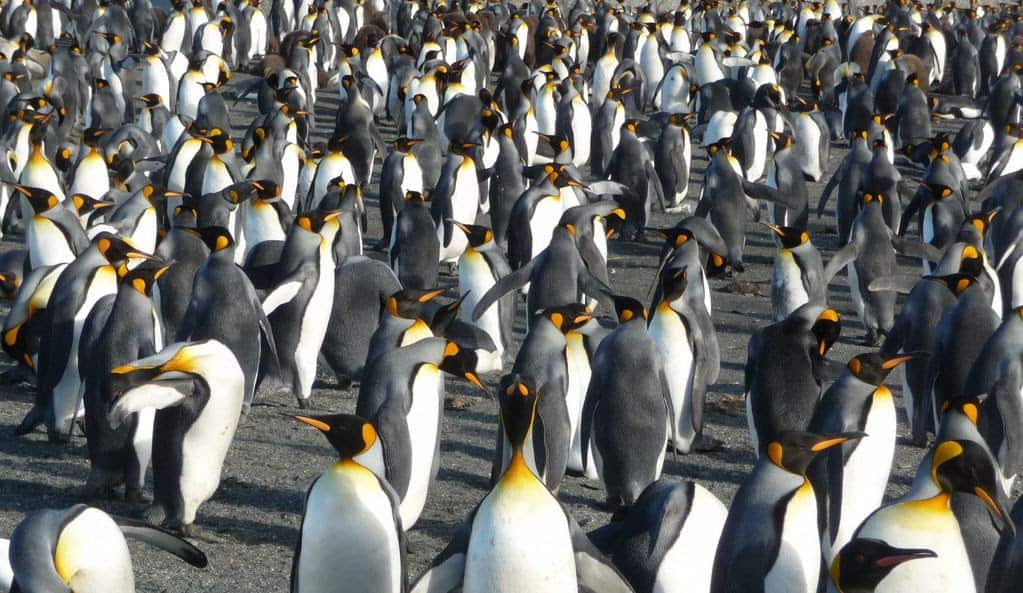 penguin
