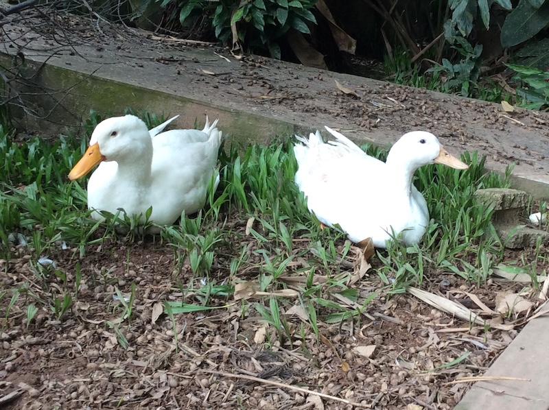 Patrice and Alfie, the resident ducks.