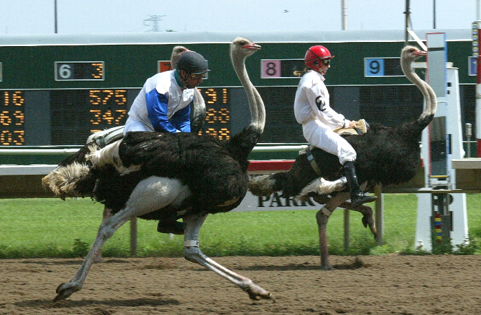 Ostrich-racing