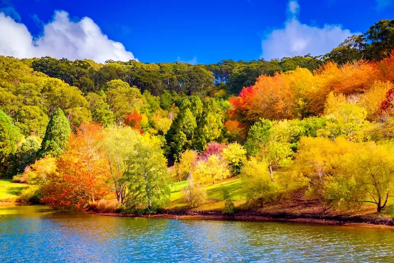 Colorful Australian autumn in Mount Lofty, Adelaide Hills, South Australia