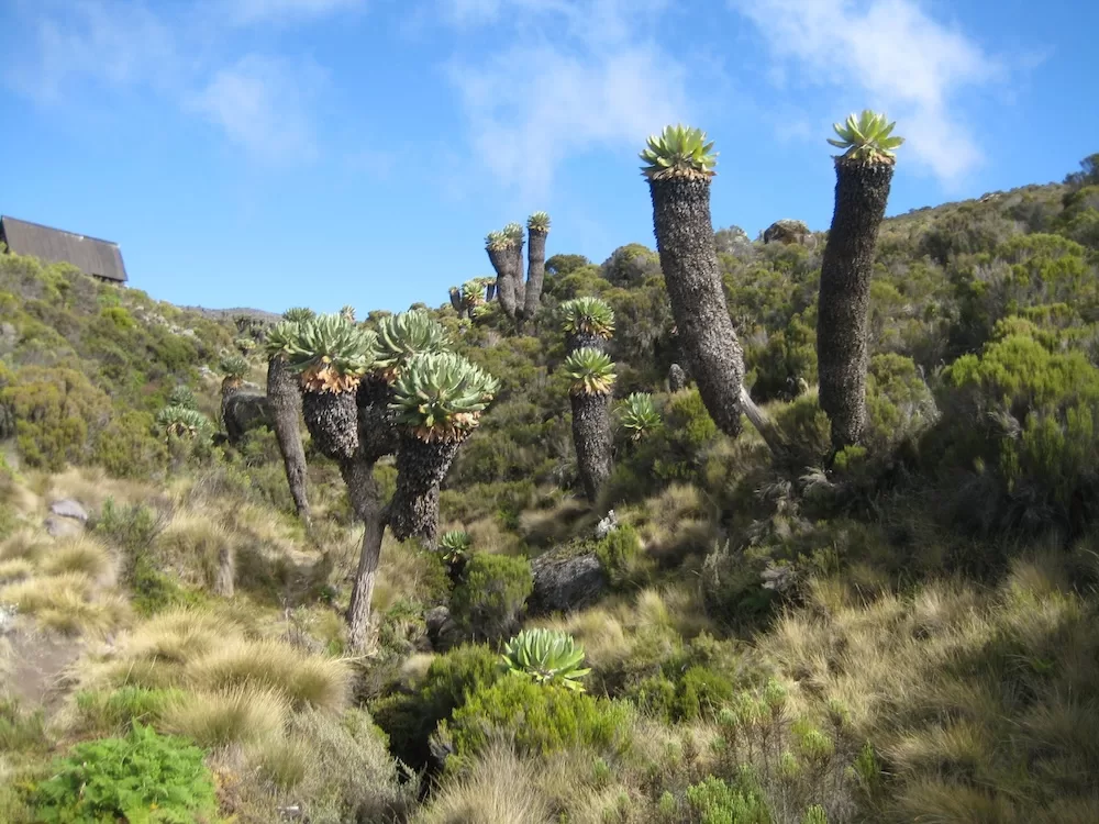 The giant Lobelia Cacti.