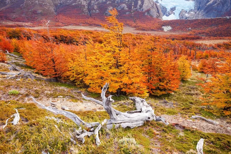 A red autumn forest in the Fitz Roy mountain near El Chalten, Patagonia.