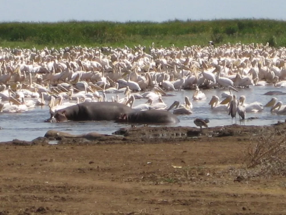 Local wildlife at Lake Manyara near Arusha