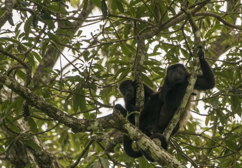 Close encounter with monkeys