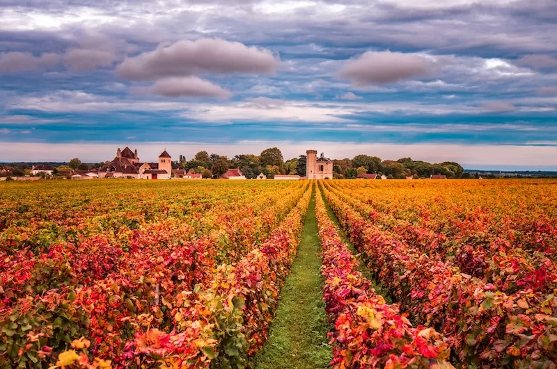 A French vineyard in fall, Burgundy, France.