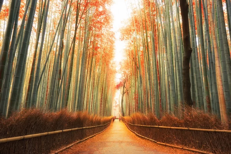 The Arashiyama Bamboo Forest in Kyoto, Japan