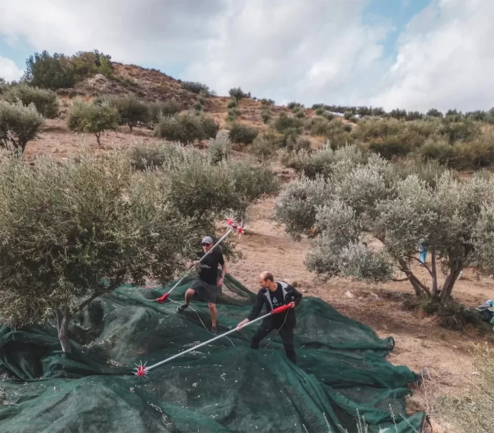 Michalis, took us to his family olive orchard