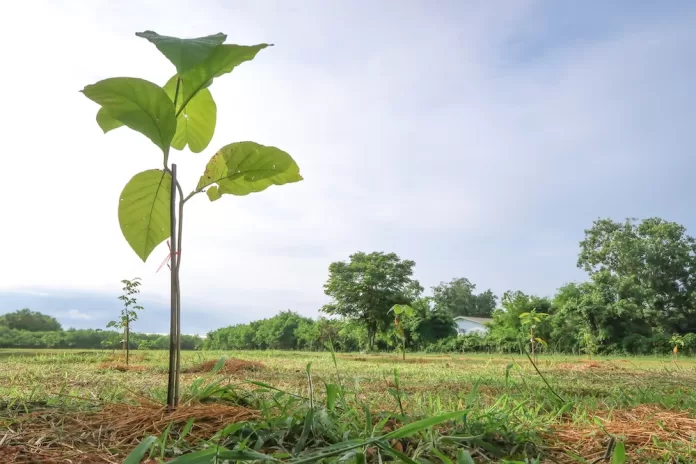 A young teak sapling. Photo courtesy of iStock/Kattiyaearn.