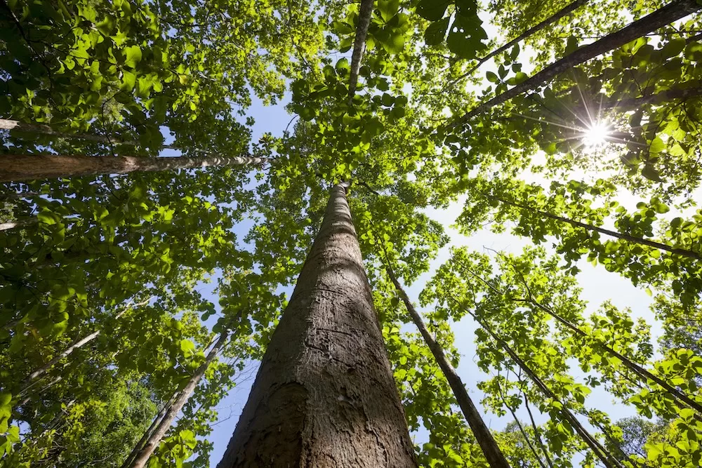 A full grown teak tree stretches toward the sun. Photo courtesy of iStock/enviromantic.