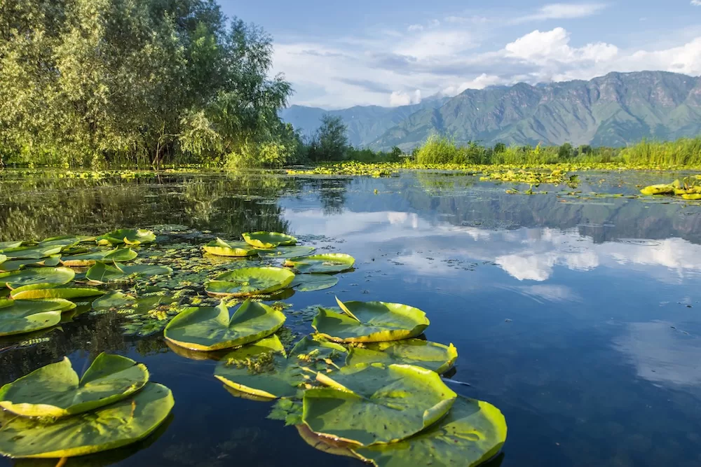 Waterflowers on Dal Lake, Srinagar, Kashmir, India.