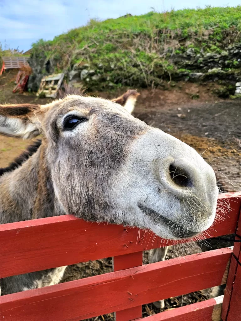 Angélica the donkey