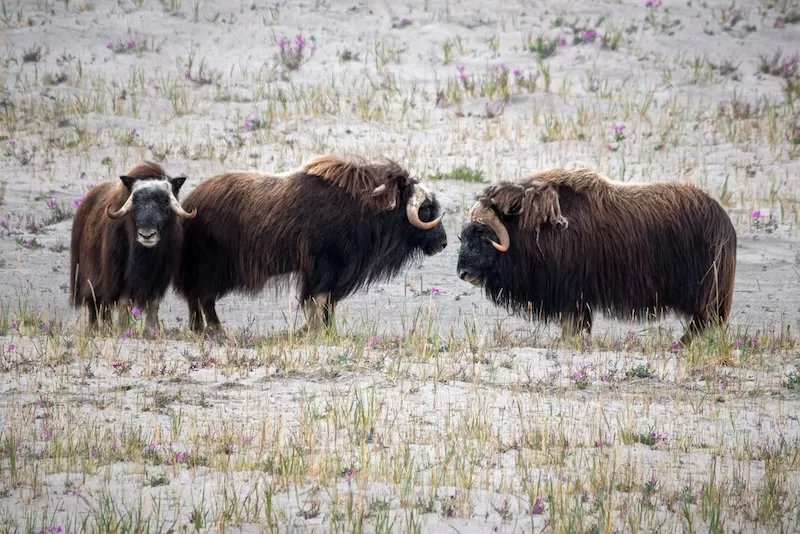 Musk oxen roam Greenland’s rugged terrain, a symbol of Arctic wildlife.