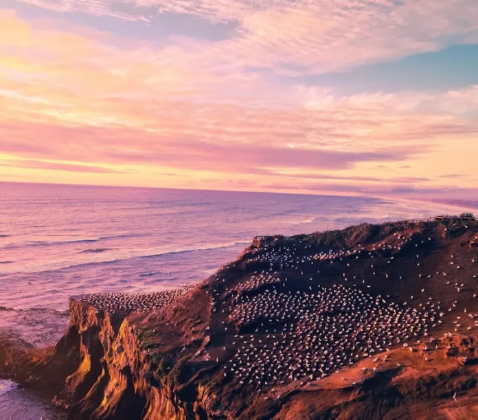 Muriwai Gannet Colony, Muriwai Beach, New Zealand.