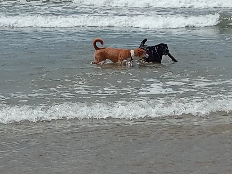 The author’s pups enjoying the good life. 