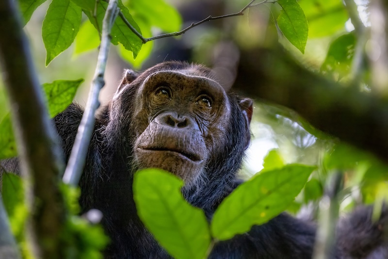 Wildlife faces new threats as Amazon road moves ahead. Credit: iStock.