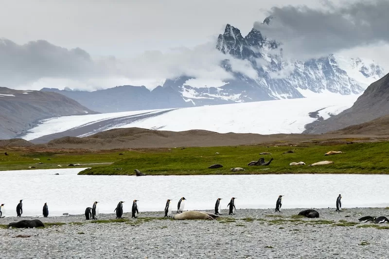 Penguins on South Georgia as iceberg A23a looms, posing a threat to marine life.