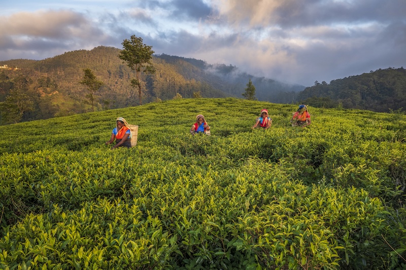 A new trail uncovers Sri Lanka’s tea legacy.